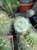 Mammillaria