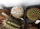 Mammillaria