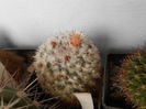 Mammillaria