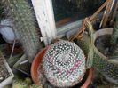 Mammillaria