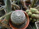 Mammillaria