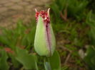 Tulipa Pacific Pearl (2016, April 08)