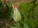 Tulipa Pacific Pearl (2016, April 08)