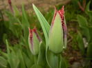 Tulipa Pacific Pearl (2016, April 08)
