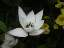 Tulipa Peppermint Stick (2016, April 08)