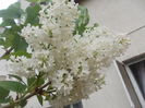 liliac alb