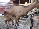 Caprioara-pp8