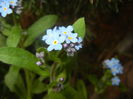 Myosotis alpestris (2016, April 08)