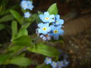 Myosotis alpestris (2016, April 08)