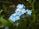 Myosotis alpestris (2016, April 08)