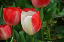 Tulipa "Virgin's Blood"