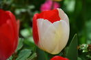 Tulipa "Virgin's Blood"