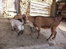 Caprioara si metisii