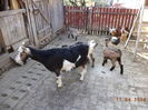 Printre gaini