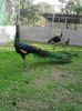 FB_IMG_1460911952018