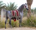 FB_IMG_1460959556234
