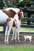 FB_IMG_1460921067571