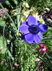 Anemone coronaria