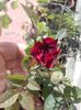 20160418_114420
