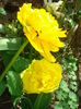 Monte Peony si Mon Amour
