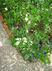 DSC00933
