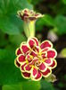 Primula 'Elizabeth Killelay'