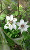 clematita de la d-na ileanap.multumesc