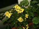 kalanchoe