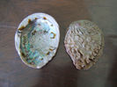Haliotis - Abalone
