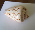 Cymbiola nobilis