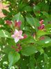 weigella (1)