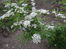 spiraea Grefsheim