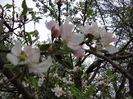flori...