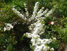 prunus gland. Alba Plena