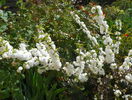 prunus gland Alba Plena