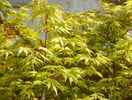 acer palmatum Orange Dream