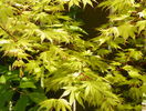 acer palmatum Orange Dream