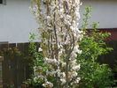 prunus Amanogawa
