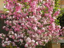 malus Rudolph