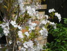 prunus Amanogawa