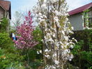 prunus Amanogawa si malus Rudolph