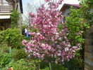 malus Rudolph