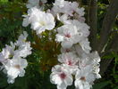 prunus Amanogawa
