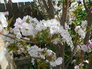 prunus Amanogawa