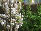 prunus Amanogawa
