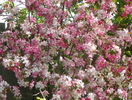malus Rudolph