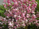 malus Rudolph