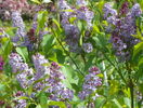 liliac Congo