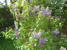liliac Congo