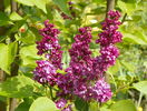liliac Charles Joly
